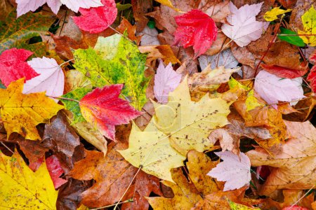 Téléchargez les photos : Feuilles colorées dans le parc. Automne automne texture feuillage coloré - en image libre de droit