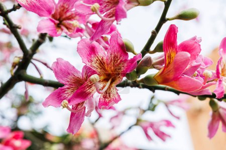 Photo for Flowers of silk floss tree. - Royalty Free Image