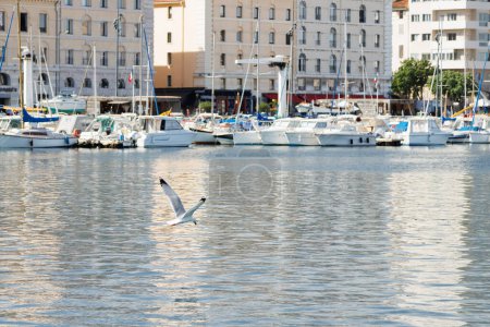 Photo for Seagull flying over water and hunting in the port of Marseille. - Royalty Free Image