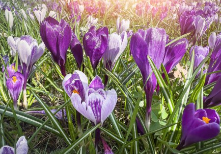 Bloom at spring violet purple crocus pallasii in garden. Bright and colourful