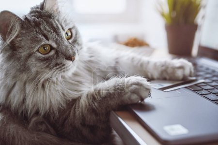 Gato gris trabaja en un ordenador portátil, parece reflexivo. Cerca de una tarjeta de crédito y comida seca para gatos. El gato pide comida en línea. Compras en línea, trabajo desde casa y concepto freelance.