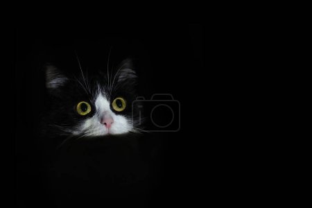 Photo for Portrait of a black and white cat, only the head is visible. A beam of light illuminates the cat's head in a dark room. Frightened cat looks at the camera. Big yellow eyes, black background, dark key. - Royalty Free Image