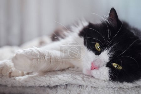 Photo for Portrait of a black and white cat lying on a soft bed. - Royalty Free Image