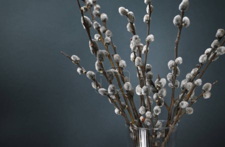Photo for Spring and Easter background. Willow branches with catkins in a vase on a dark gray background with copy space. - Royalty Free Image