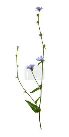 Foto de Achicoria azul flor silvestre con hojas y tallo aislado sobre un fondo blanco. Elemento para crear diseño, postal, patrón, arreglo floral, tarjetas de boda e invitación. - Imagen libre de derechos