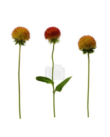 Botanical Collection. Set of Gaillardia flower without petals isolated on white background. Set for creating floral compositions, cards, wedding invitations, designs, collages, floral frames.