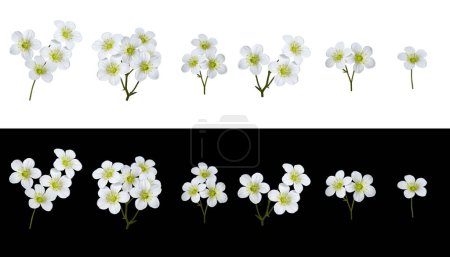 Botanische Sammlung. Set von weißen Blumen saxifraga arendsii. Set zur Erstellung von Blumenarrangements, Karten, Hochzeitseinladungen, Designs, Collagen, Blumenrahmen.