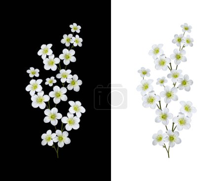 Delicate floral arrangement of white flowers saxifraga arendsii. Element for creating designs, cards, patterns, floral arrangements, frames, wedding cards and invitations.
