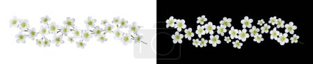 Delicate floral arrangement (garland) of white flowers saxifraga arendsii. Element for creating designs, cards, patterns, floral arrangements, frames, wedding cards and invitations.