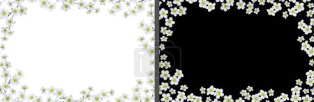 Zarter floraler Rahmen aus weißen Blüten saxifraga arendsii. Gestaltungselement für Collage oder Design, Hochzeitskarten und Einladungen. Hintergrund überlagern.