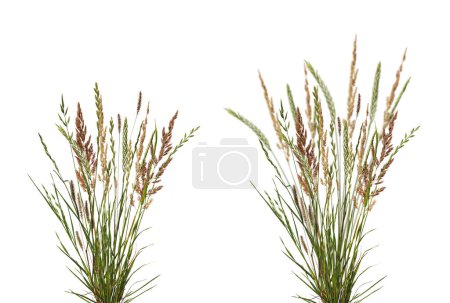 Bundles of meadow grass with spikelets isolated on white background. Dry meadow grass with fluffy spikelets.