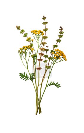 A bouquet of Common Tansy (Tanacetum vulgare) and basil flowers isolated on a white background. A bunch of wildflowers. Element for creating designs, cards, patterns, floral arrangements, invitations.