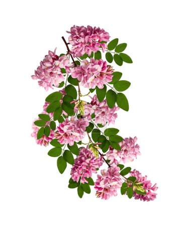 Floral arrangement. Branch with leaves and flowers of pink acacia isolated on white background. Element for creating designs, cards, patterns, floral arrangements, wedding cards and invitations.