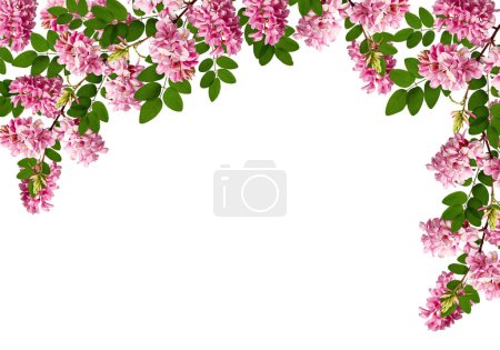 Spring or summer flower corner arrangement. Frame of young leaves and pink acacia flowers Isolated on white background. Design element for creating collage or designs, postcards, invitations. 