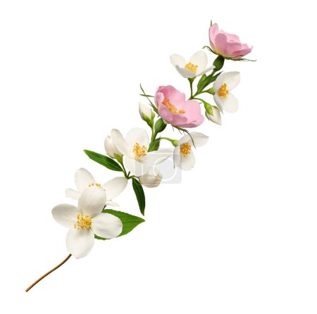 Arreglo floral abstracto (collage). Una rama con jazmín blanco y flores de rosa mosqueta. Elemento para crear diseños, tarjetas, patrones, arreglos florales, marcos, tarjetas de boda e invitaciones.