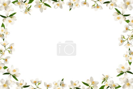 Delicate floral frame of white jasmine flowers isolated on white. Design element for creating collage or design, wedding cards and invitations. Overlay background.