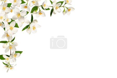 Arreglo de esquina. Marco de flores de jazmín blanco aislado en blanco. Elemento de diseño para crear collage o diseño, tarjetas de boda e invitaciones. Fondo de superposición.