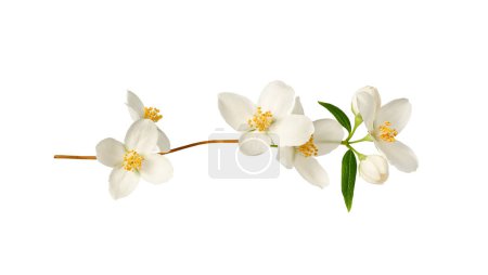 Rama con flores de jazmín (Philadelphus coronarius) aisladas sobre fondo blanco. Elemento para crear diseños, tarjetas, patrones, arreglos florales, marcos, tarjetas de boda e invitaciones.