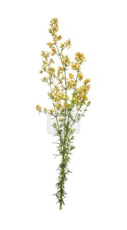 Bunch of yellow wildflowers Lady's bedstraw isolated on white background. Element for creating designs, cards, patterns, floral arrangements, frames, wedding cards and invitations
