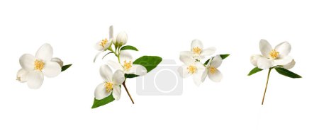 Colección Botánica. Conjunto de flores de jazmín (Philadelphus coronarius) aisladas sobre fondo blanco. Set para crear arreglos florales, tarjetas, invitaciones de boda, diseños, collages, marcos florales.