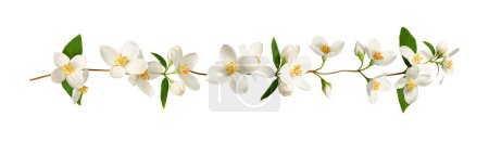 Delicada guirnalda floral de flores de jazmín blanco. Elemento para crear diseños, tarjetas, patrones, arreglos florales, marcos, tarjetas de boda e invitaciones.