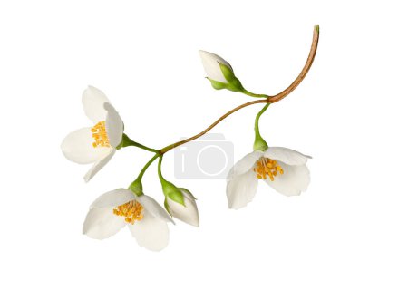 Rama con flores de jazmín (Philadelphus coronarius) aisladas sobre fondo blanco. Elemento para crear diseños, tarjetas, patrones, arreglos florales, marcos, tarjetas de boda e invitaciones.
