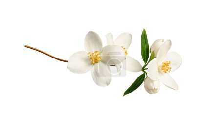 Zweig mit Jasminblüten (Philadelphus coronarius) isoliert auf weißem Hintergrund. Element zur Erstellung von Designs, Karten, Mustern, Blumenarrangements, Rahmen, Hochzeitskarten und Einladungen.