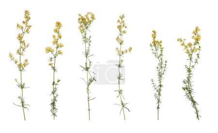 Botanical Collection. Set of yellow wildflowers Lady's bedstraw isolated on white background. Elements for creating designs, cards, patterns, floral arrangements, frames, wedding cards and invitations