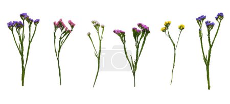 Set von frischen bunten Blumen Limonium sinuatum (Statice) isoliert auf weißem Hintergrund. Elemente zur Erstellung von Designs, Karten, Mustern, Blumenarrangements, Rahmen, Hochzeitskarten und Einladungen.