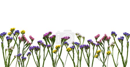 Eine blumige Borte aus bunten Blumen Limonium sinuatum (Statice) isoliert auf weißem Hintergrund. 