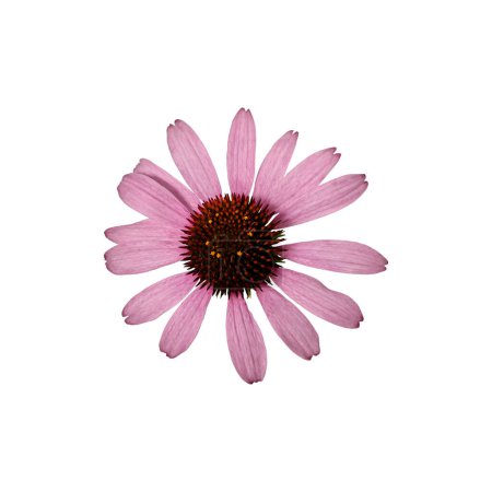 Pink Echinacea purpurea flower  isolated on a white background, top view. Design element of creating floral arrangements, cards, invitations, floral frames.