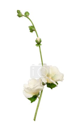 Ein Zweig der Malve (Alcea rosea 'White') mit Blättern, weißen Blüten und Knospen auf weißem Hintergrund. Gestaltungselement für Blumenarrangements, Postkarten, Blumenrahmen.