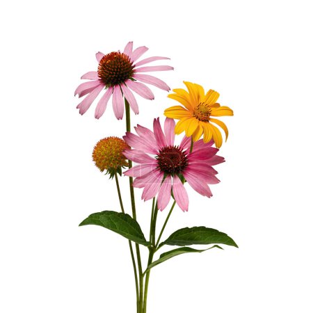 Summer bouquet with Echinacea purpurea flowers, petal-less Gailardia flower and Heliopsis helianthoides flower. Bouquet isolated on a white background.