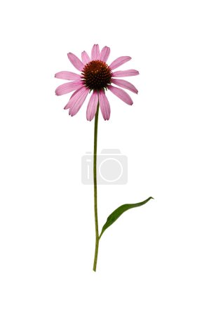 Pink Echinacea purpurea flower with leaves and stem isolated on a white background. Design element of creating floral arrangements, cards, invitations, floral frames.