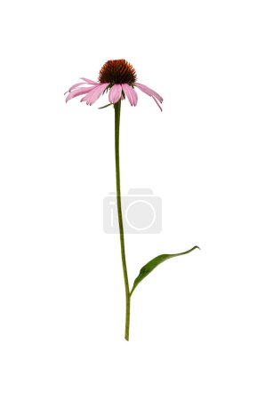 Echinacea purpurea with leaves and stem on white background. Ready element for florists and designers.