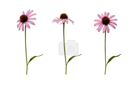 Botanische Sammlung. Drei Blüten von Echinacea purpurea isoliert auf weißem Hintergrund. Gestaltungselement der Erstellung von Blumenarrangements, Karten, Einladungen, Blumenrahmen.