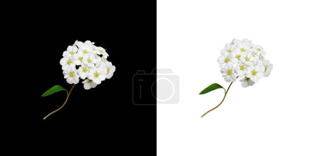 Delicate white flowers of spirea (Spiraea vanhouttei) on a contrasting black and white background. Element for creating designs, cards, patterns, floral arrangements, frames, wedding cards.