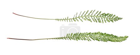 Botanical Collection. Two large leaves of yarrow (achillea millefolium) isolated on white background. Design element for creating botanical compositions, collages, designs, cards, templates, frames.