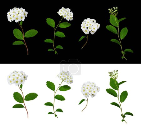 Set of white spirea flowers (Spiraea vanhouttei) isolated on white and black background. Set for creating floral arrangements, cards, wedding invitations, designs, collages, floral frames.
