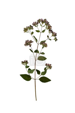 Trocken gepresste Blume Wilder Majoran (Origanum vulgare) isoliert auf weißem Hintergrund. Ideal zum Basteln atemberaubender Collagen, herzlicher Postkarten, Rahmen, Innendekoration und zum Erstellen von Oshibana