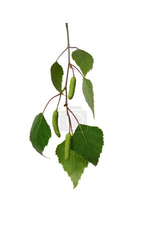 Ein Zweig mit jungen grünen Birkenblättern und Birkenkätzchen isoliert auf weißem Hintergrund. Gestaltungselement für Collage oder saisonales Design, Postkarten, Einladungen.