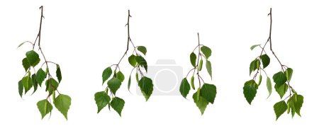 Set of birch branches with young green leaves and  birch catkins (buds) isolated on a white background. Design element for collage or seasonal design, postcards, invitations.