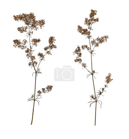 Botanische Sammlung. Trocken gepresste Wildblumen isoliert auf weißem Hintergrund. Gestaltungselement für Collage, Postkarte, Rahmen, Innendekoration, Erstellung von Oshibana.
