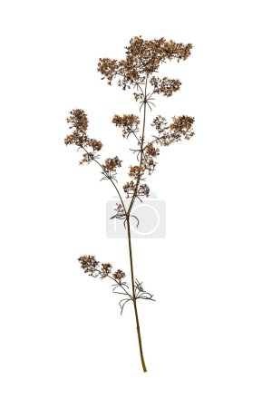 Gepresste Wildpflanze isoliert auf weißem Hintergrund. Gestaltungselement für Collage, Postkarte, Rahmen, Innendekoration, Erstellung von Oshibana.