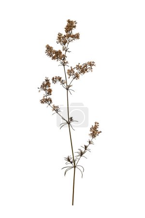 Dry pressed wildflower isolated on white background. Design element for creating collage, postcard, frame, interior decoration, creating oshibana.