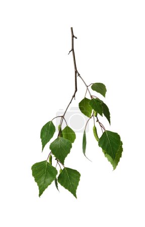 A branch with young green birch leaves and  birch catkins isolated on a white background. Design element for collage or seasonal design, postcards, invitations.