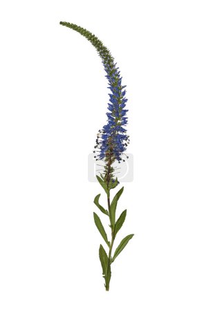 Trocken gepresste blaue Blume Veronica longifolia isoliert auf weißem Hintergrund. Ideal zum Basteln atemberaubender Collagen, herzlicher Postkarten, Rahmen, Innendekoration und zum Erstellen von Oshibana.
