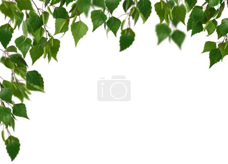 Corner arrangement. Birch branches with young green leaves and birch buds isolated on white background as a frame.