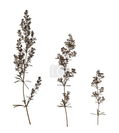 Botanical collection. Dry pressed wildflowers isolated on white background.  Design element for creating collage, postcard, frame, interior decoration, creating oshibana.
