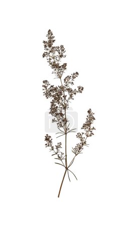 Dry pressed wildflower isolated on white background. Design element for creating collage, postcard, frame, interior decoration, creating oshibana.